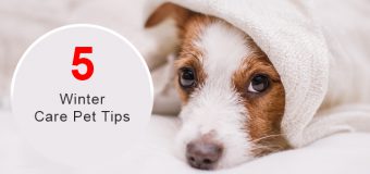 Protect Your Pet During Winter And Cold Weather