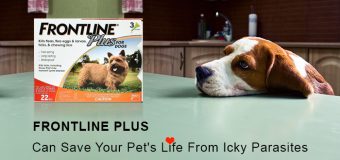 Frontline Plus Can Save Your Pet’s Life From Icky Parasites