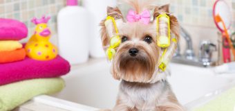 Tips To Maintain Hygiene – Pet Owners Guide
