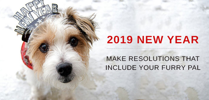 New Year Resolution for Dogs