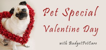 Pet Special Valentine Day This Year with BudgetPetCare