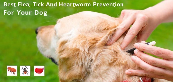 Best Flea, Tick & Heartworm Prevention for dogs