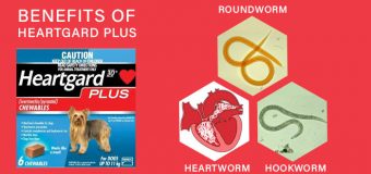 Heartworm, Roundworm and Hookworm Infestations and Benefits of Heartgard Plus