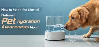 How to Make the Most of National Pet Hydration Awareness Month