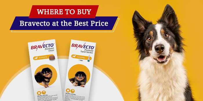 Bravecto for Dog at the Best Price 
