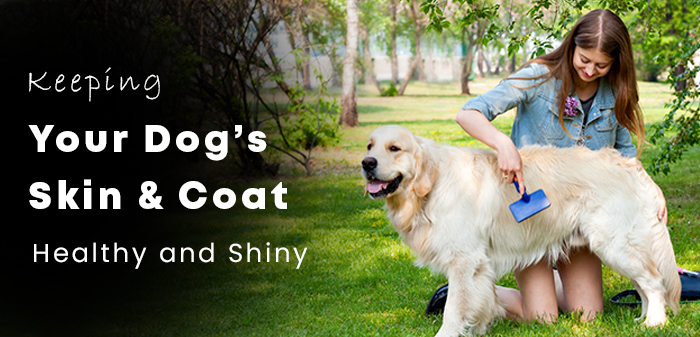 Maintain a Healthy dog skin and coat