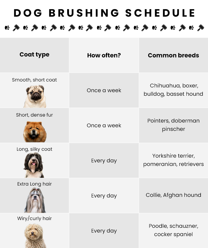 Dog brushing schedule to maintain a healthy dog skin and coat for each fur type