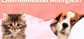 How To Help Your Pets Fight Environmental Allergies?