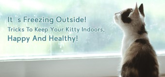 It’s Freezing Outside! Tricks To Keep Your Kitty Indoors, Happy And Healthy!