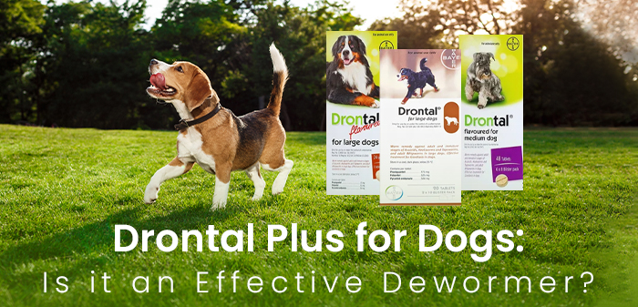 drontal plus for dogs  an effective dewormer treatment