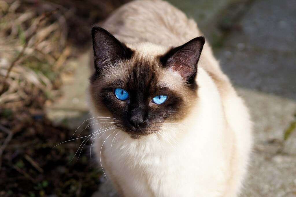 Balinese cat breed is one of the most intelligent and smart 