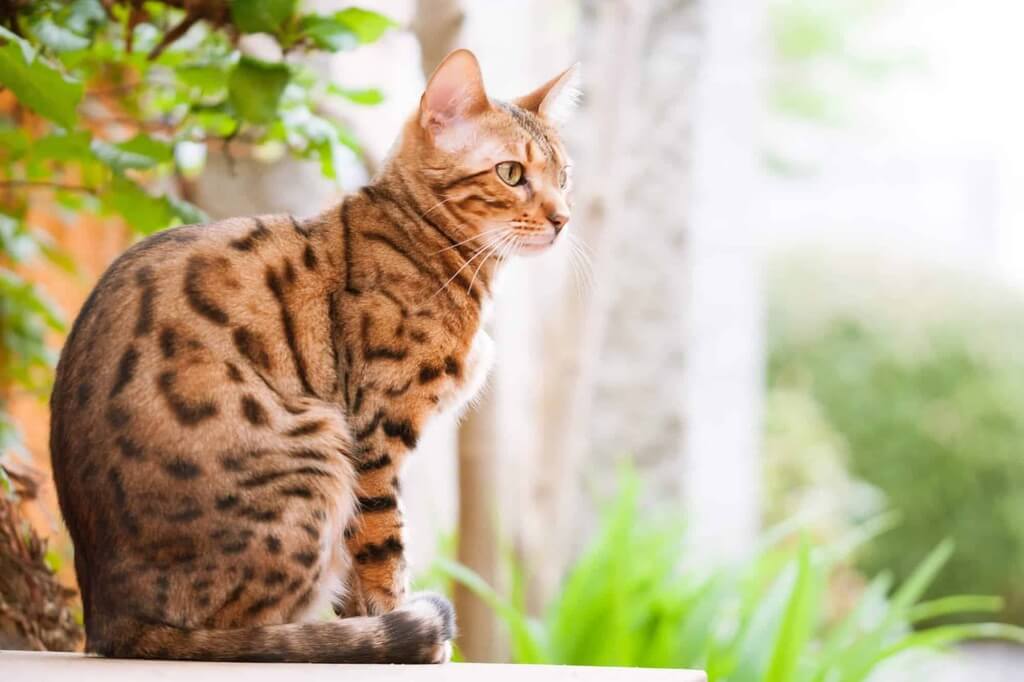 Bengal cat breed- an attractive and intelligent breed of cats