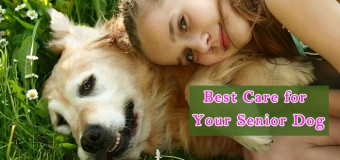 Best Care for Your Senior Dog