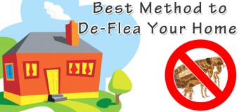 What is the Best Method to De-Flea Your Home?