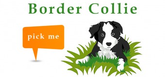 Why Should you Choose Border Collie as pet – Infographic