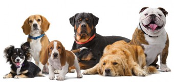 Want A Furry Friend For Your Family? Check The Top 5 Family Dog Breeds