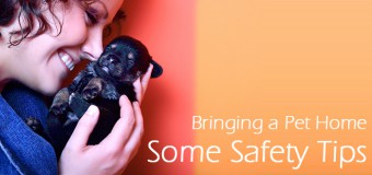 Bringing a Pet Home – Some Safety Tips