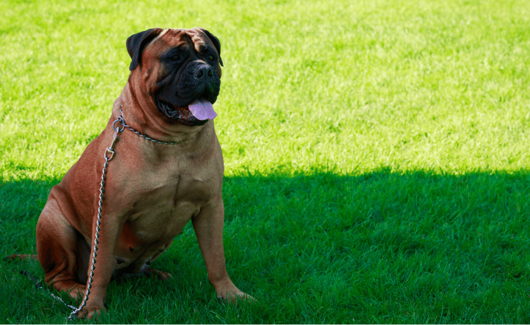 Bullmastiff breed to guard your family