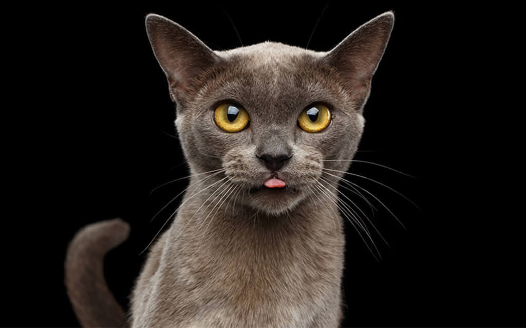 Burmese one of the most intelligent Cat Breed