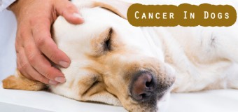Cancer in Dogs – Symptoms and Solutions