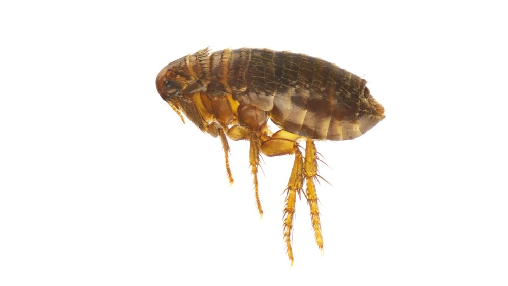 Cat Fleas