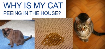 Find Out Why Your Cat Peeing In the House and How to Stop Her