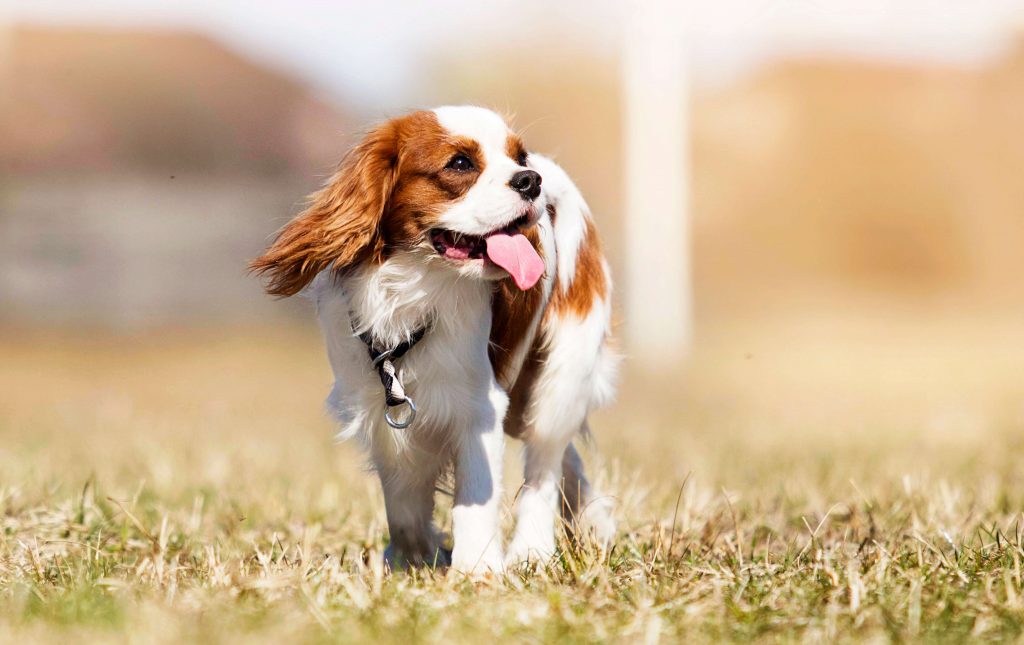 Cavalier King Charles Spaniel Dog Breed