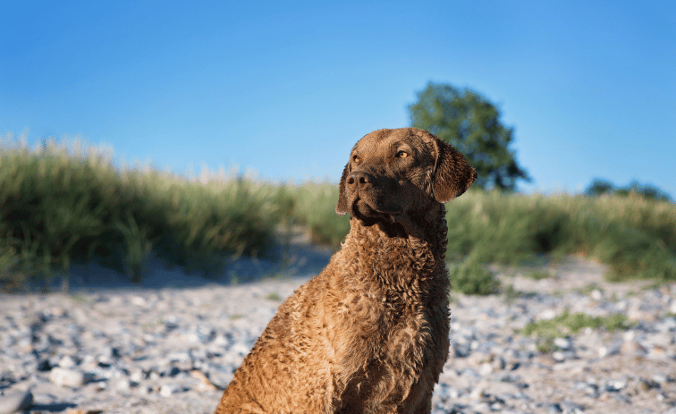 Chesapeake Bay Retriever Dog Breed 