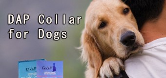 Dap Collars – The Best Way to Pacify Anxiety Disorders in Dogs