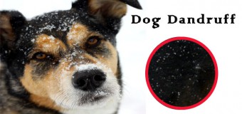 Dog Dandruff – Causes, Symptoms and Treatment