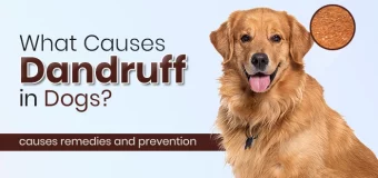 Dog Dandruff Explained: Causes, Remedies, and Prevention Tips
