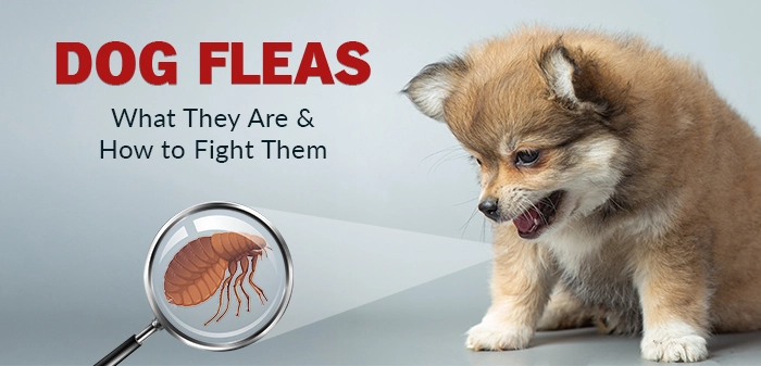 Dog Fleas
