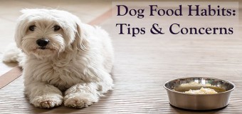 Dog Food Habits – Tips & Concerns