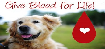 Blood Donor Dogs – Absolute Lifesavers
