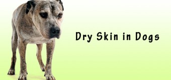 Top 10 Reasons for Dry Skin in Dogs