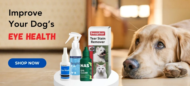 eye care for glaucoma in dogs