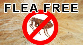 How to Get Rid of Fleas from Your Home and Pets