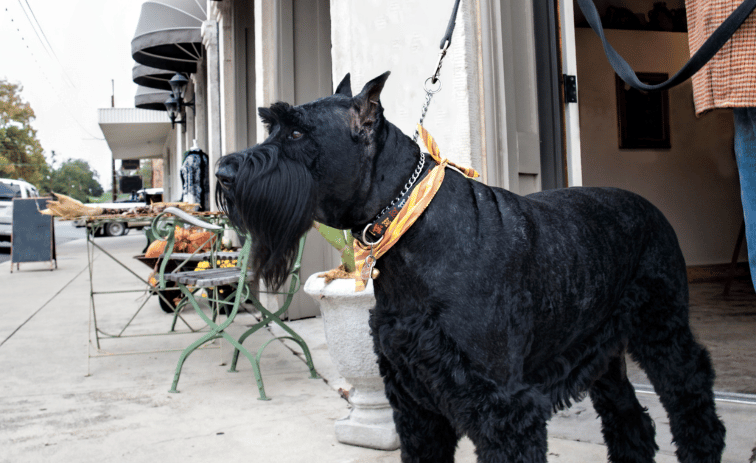 Giant Schnauzer Dogs for Guarding your family
