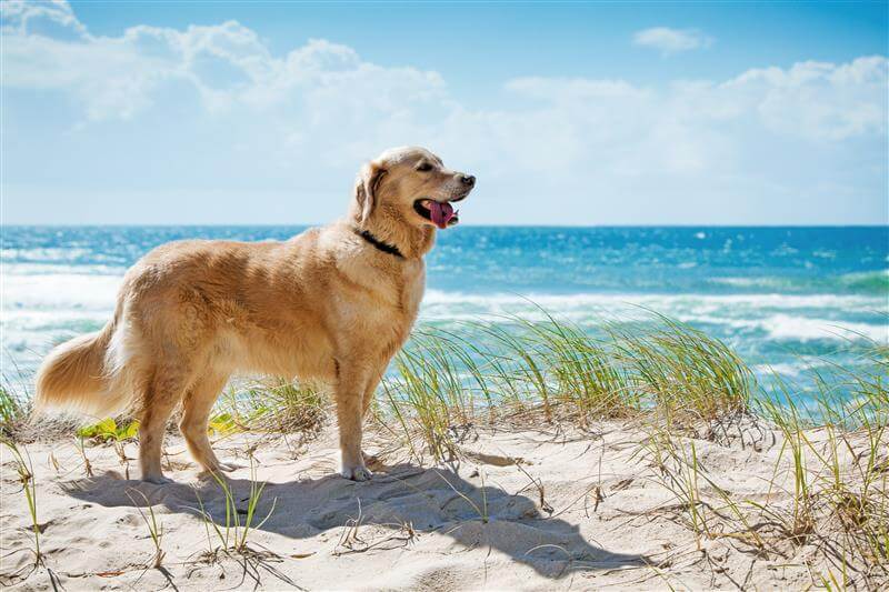 Golden Retriever dog for First Time Pet Parents