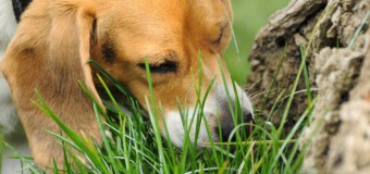 Is Your Dog Eating Grass? Find Here The Reasons!