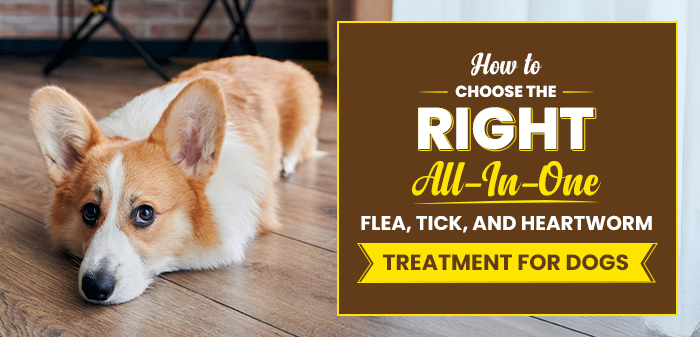 How To Choose the Right All-In-One Flea, Tick, and Heartworm Treatment for Dogs