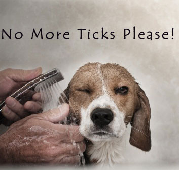 10 Easy Tips to Remove Ticks off Your Pet