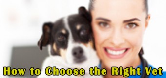 How to Choose the Finest Veterinarian for Your Pet?