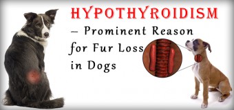 Hypothyroidism – Prominent Reason for Fur Loss in Dogs