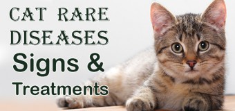 Cat Rare Diseases: Signs and Treatments