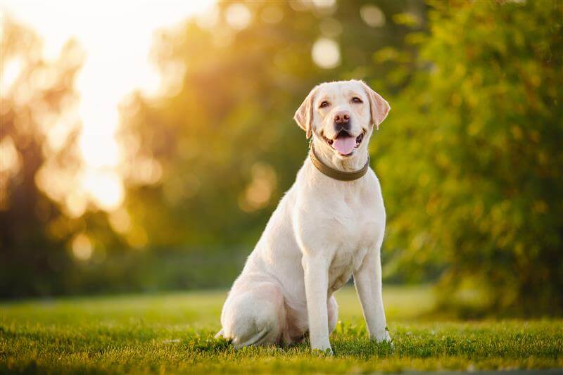 Labrador Retriever Dog for first-time pet parents