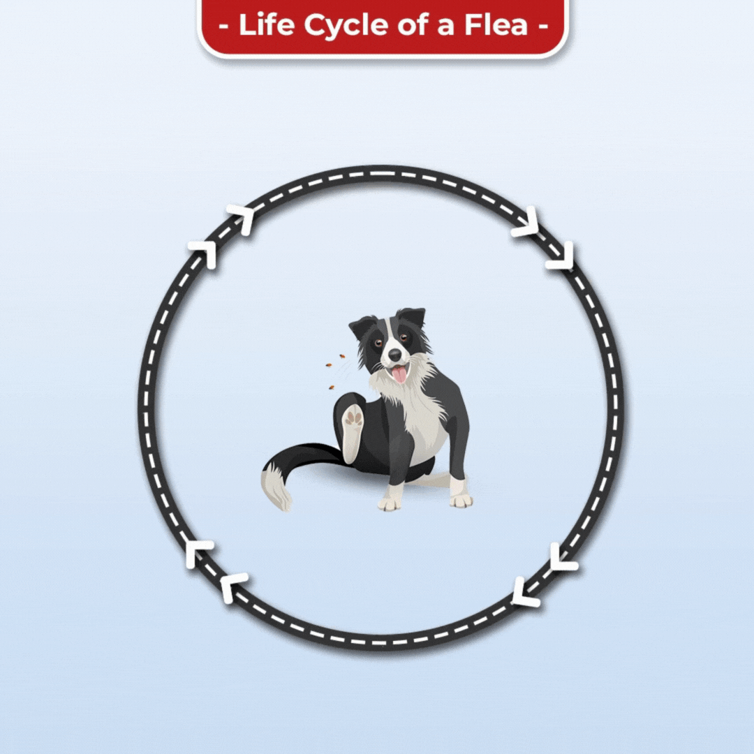 flea life cycle in dogs