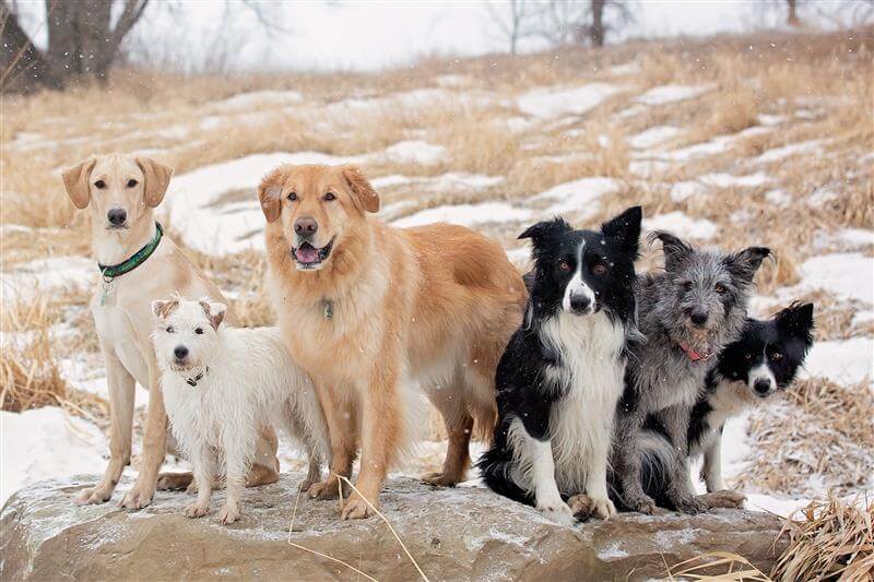 Mixed Breed Dogs