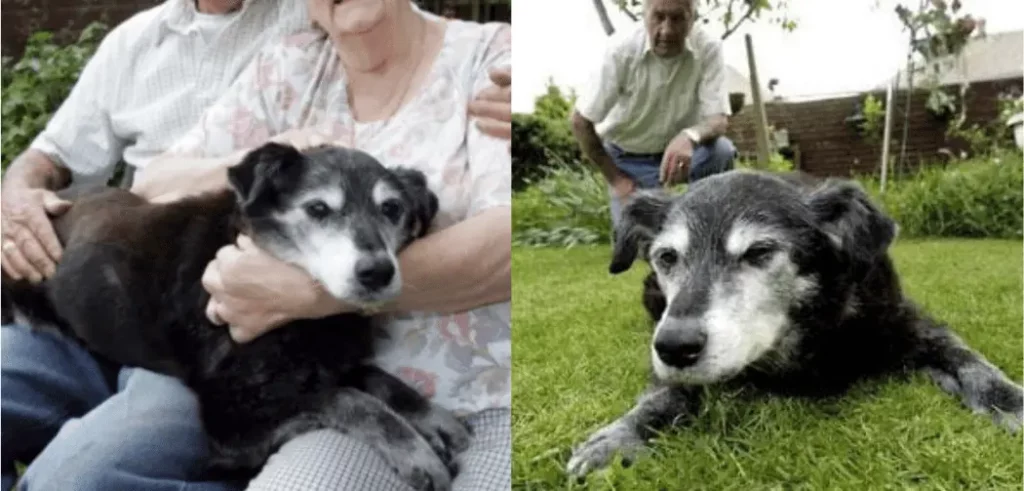 Bella: The Oldest Dogs in history from derbyshire