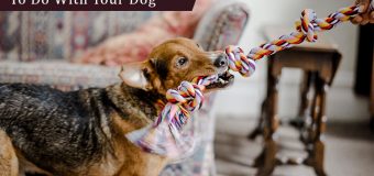 Interesting Indoor Activities To Do With Your Dog